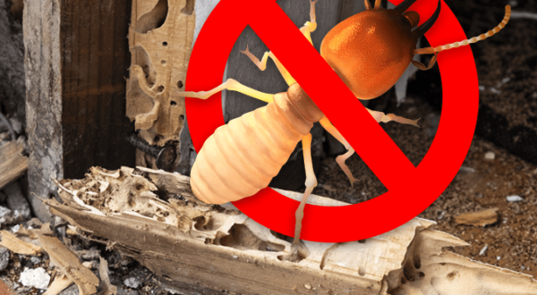 Termite Treatment Wood Control