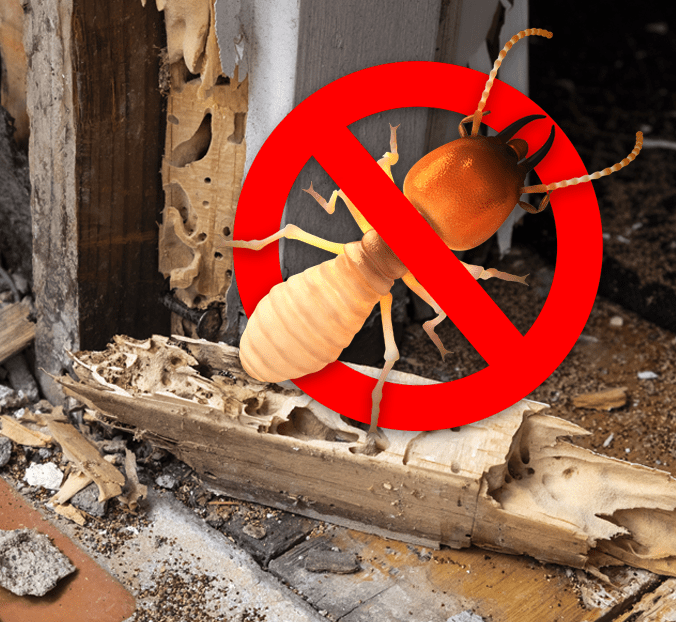 Anti Termite Control