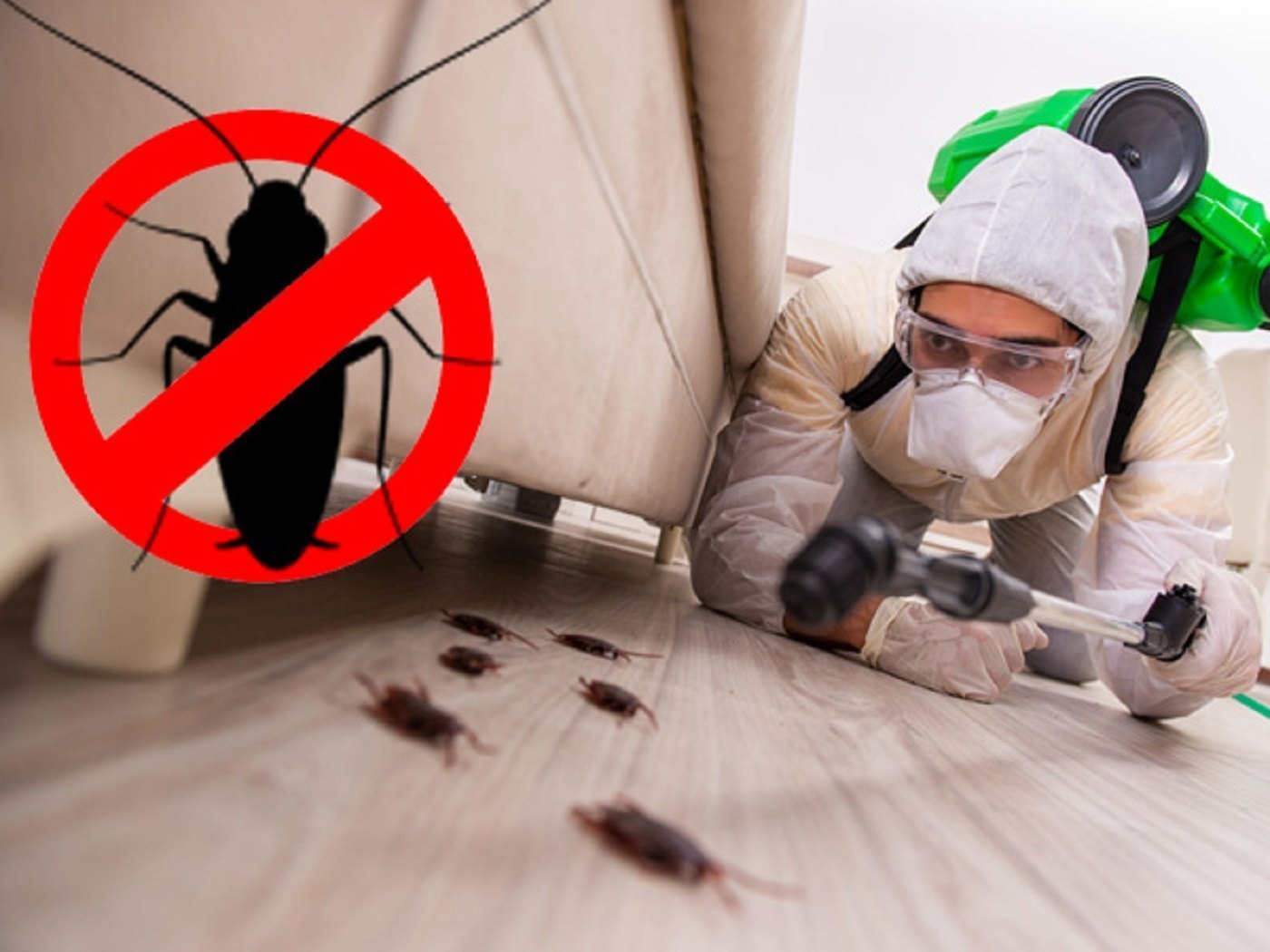 Cockroach Pest Management Service