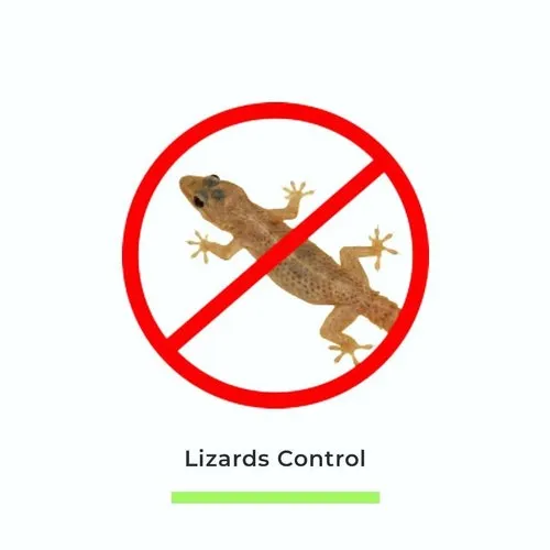 Lizards Control