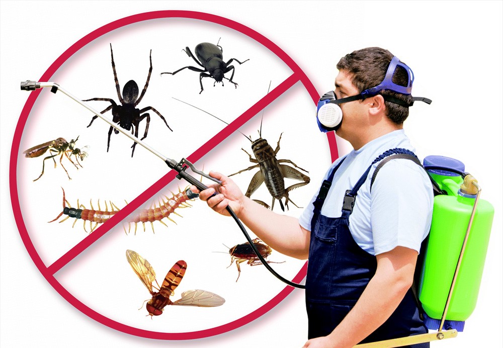 Why Procare Pest Management?