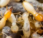 Best Pest Control Services Near Me