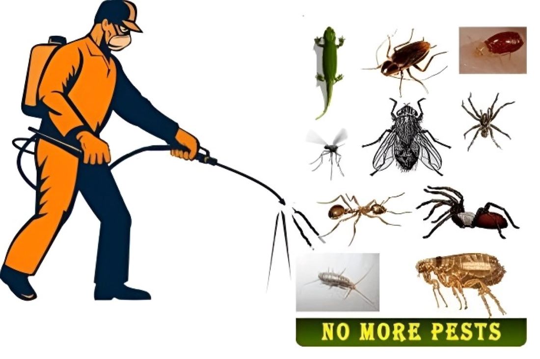 Why Choose Us for Pest Control Services?