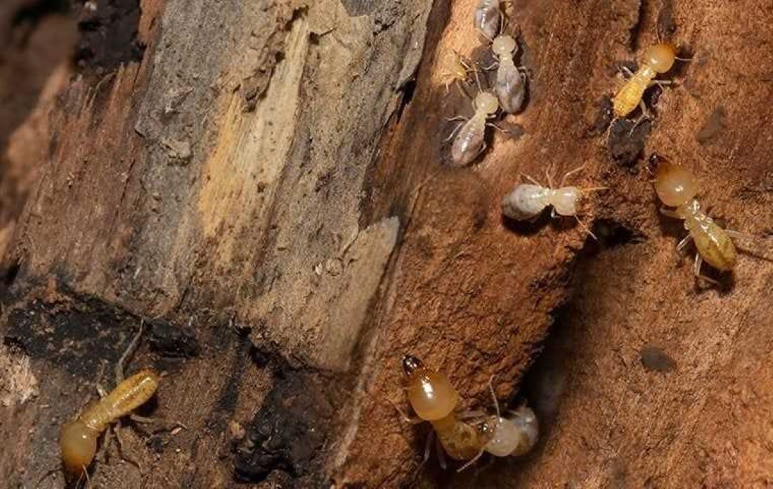 Why Choose Us for Pest Control Services?