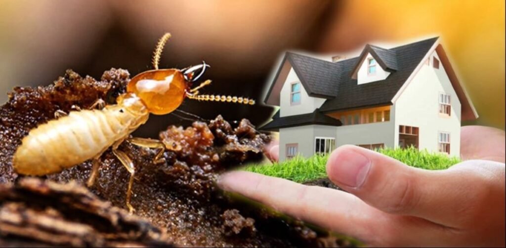 Pest Control Service
