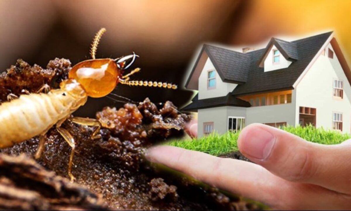 How to Make Your Home Pest-Free: Top Preventive Techniques - Procare Pest  India
