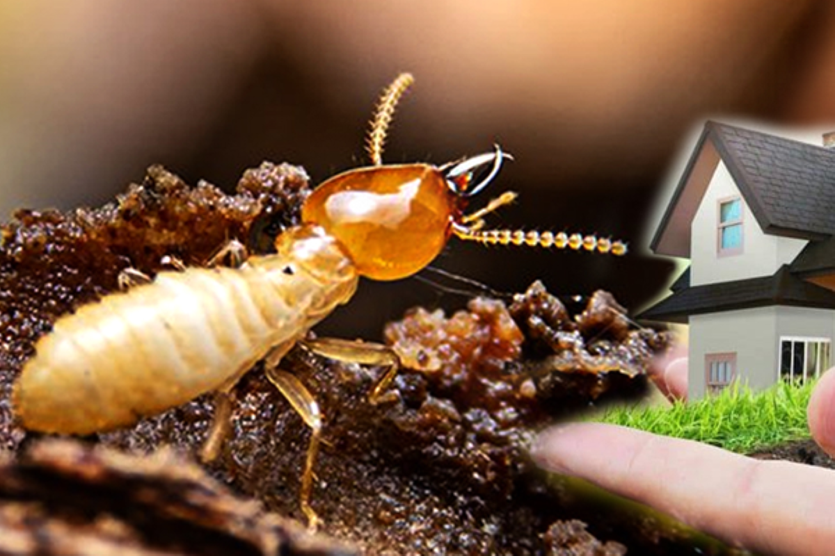 Pest Control Methods Used by Professionals