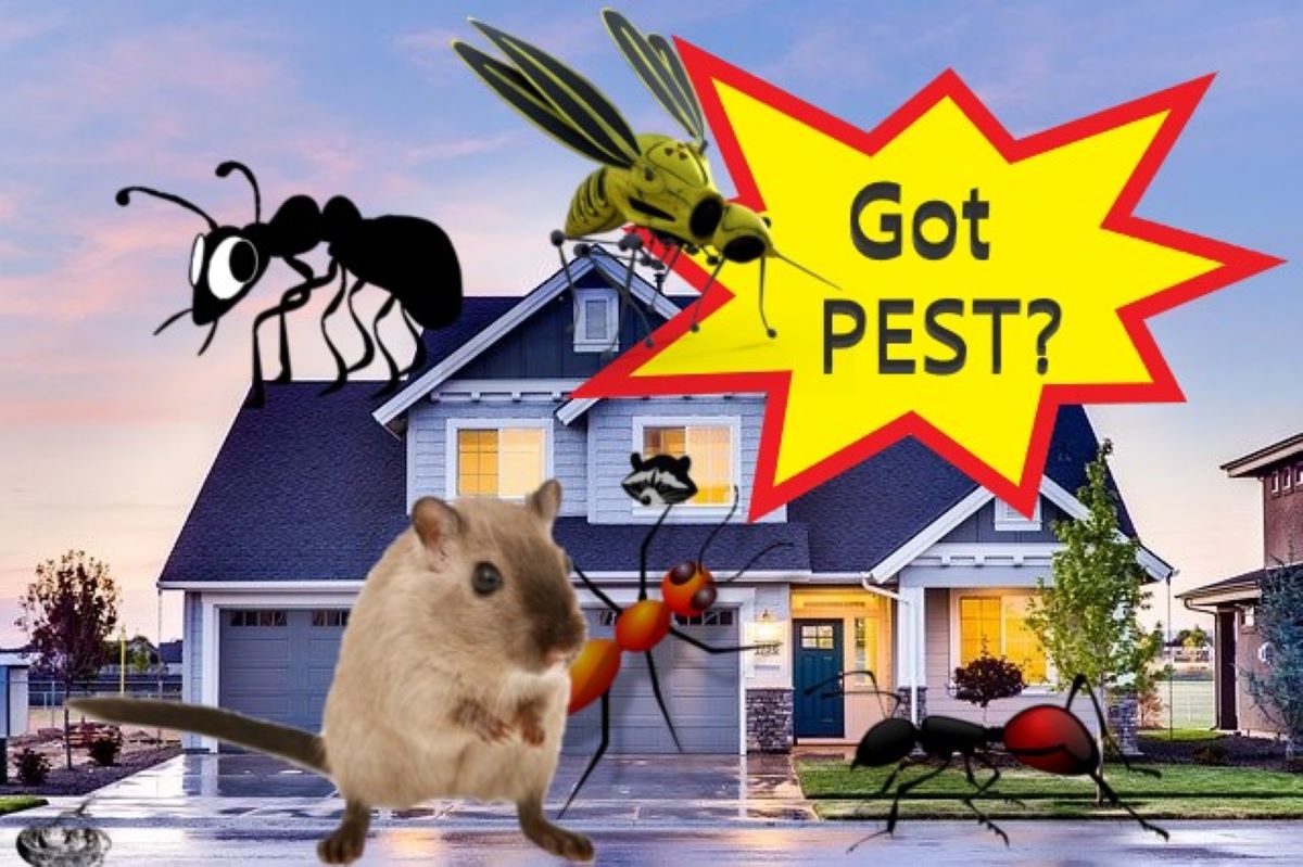 Benefits of Regular Pest Control
