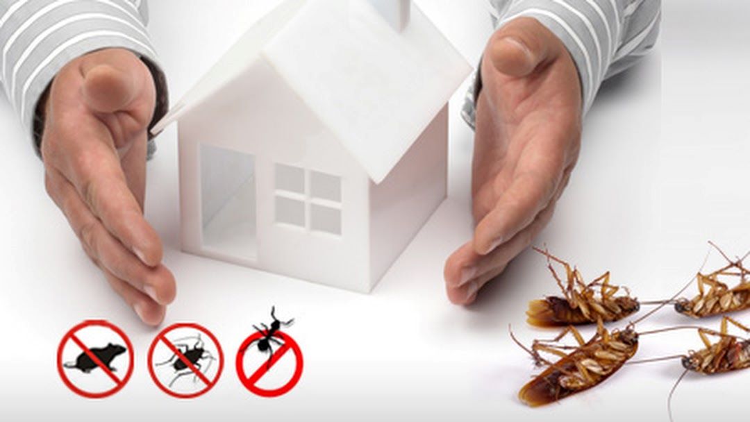 Pest Control Services in Alambagh, Lucknow