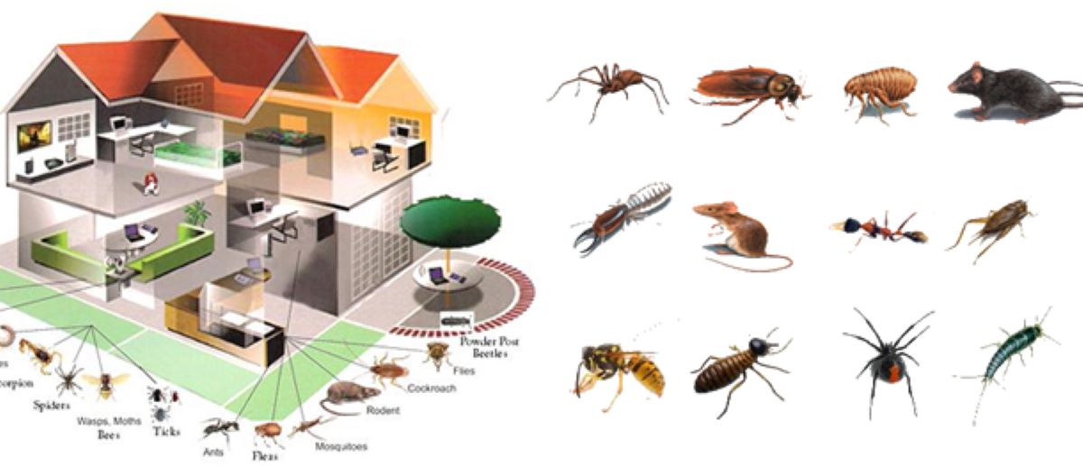 Why Choose Procare Pest Management India Pvt. Ltd.?