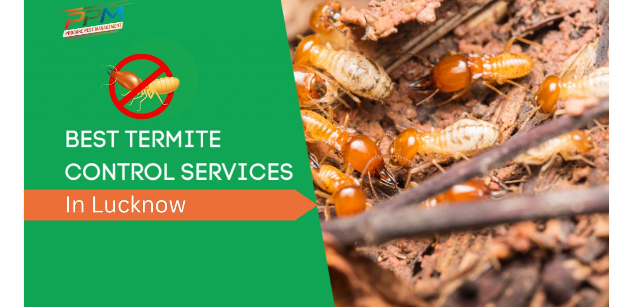 Best Termite Control Services in Eldeco Lucknow