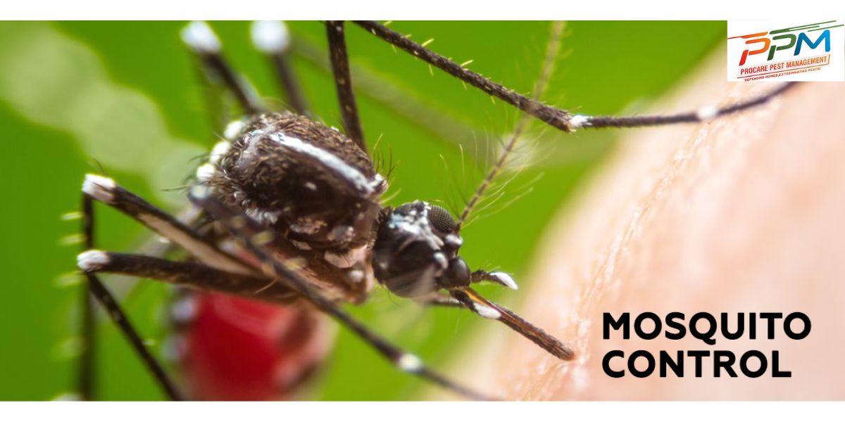 How to Choose the Best Mosquito Control Services in Lucknow