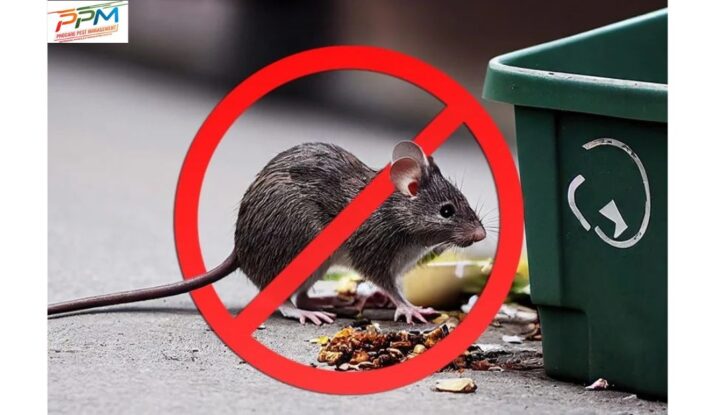 Rodent and Mice Control Layout
