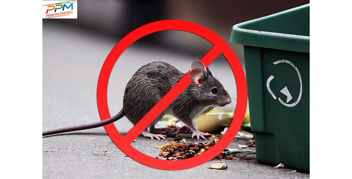 Rodent Control Services in Lucknow