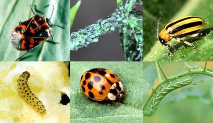 Pest Control Services in Nakhaas, Lucknow
