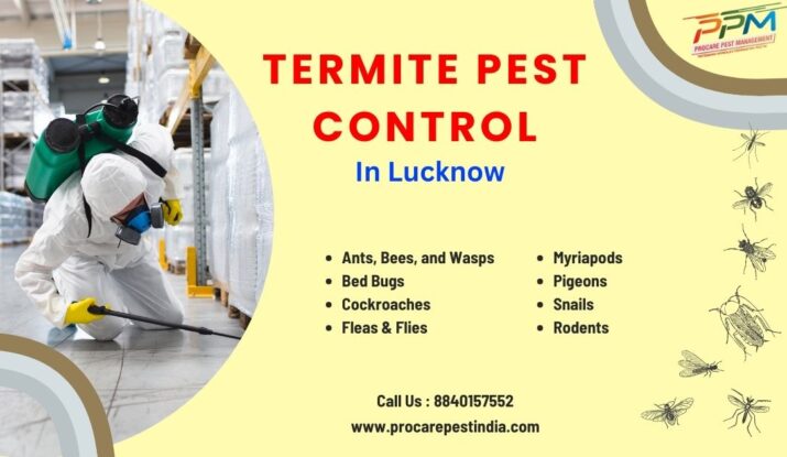 Best Termite Control in Aashiyana, Lucknow