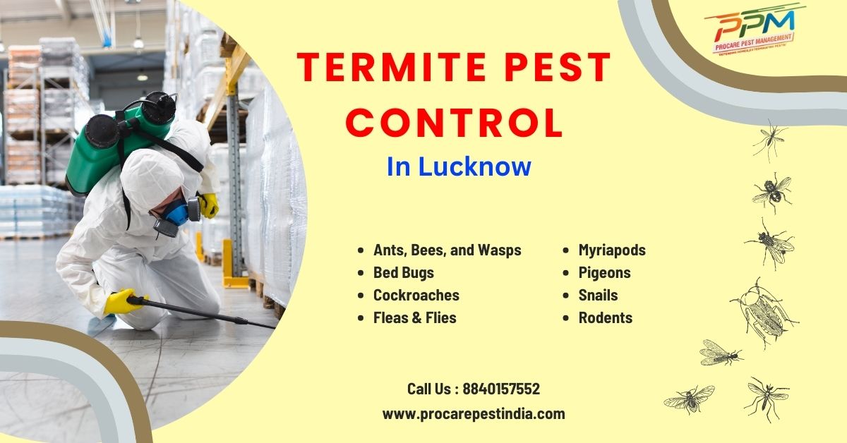 Best Termite Control in Aashiyana, Lucknow