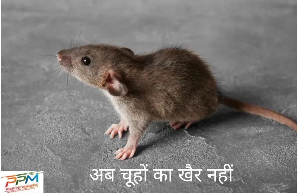 Rodent Control Services in Lucknow