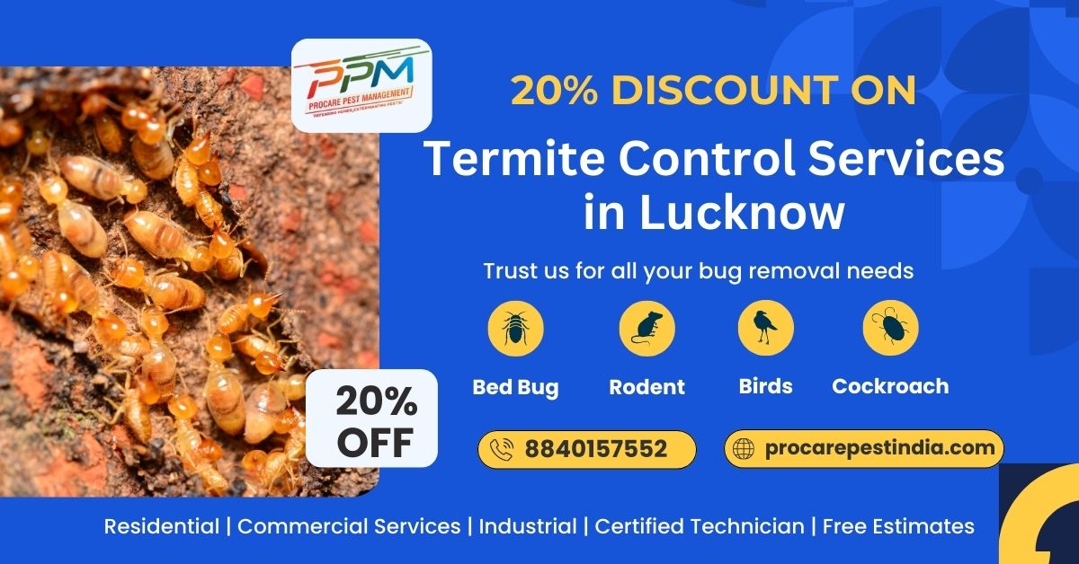 20% Discount on Termite Control Services in Lucknow
