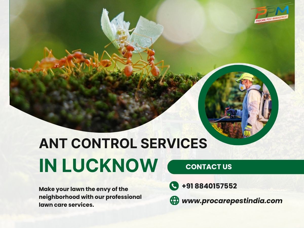 Ant Control Services in Lucknow