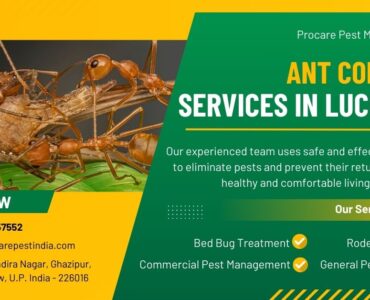 Ant Control Services in Lucknow