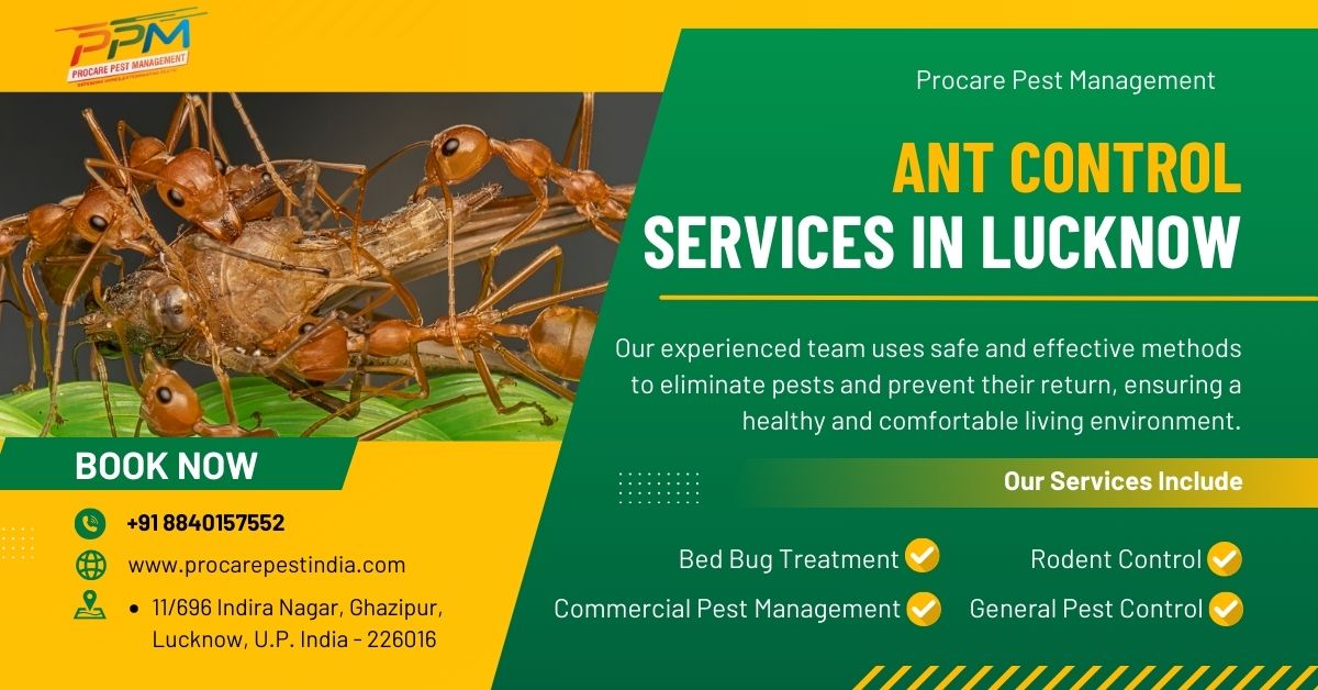 Ant Control Services in Lucknow