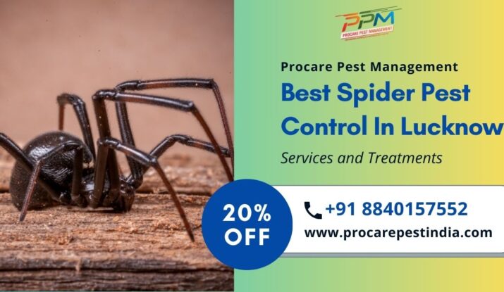 Best Spider Pest Control In Lucknow