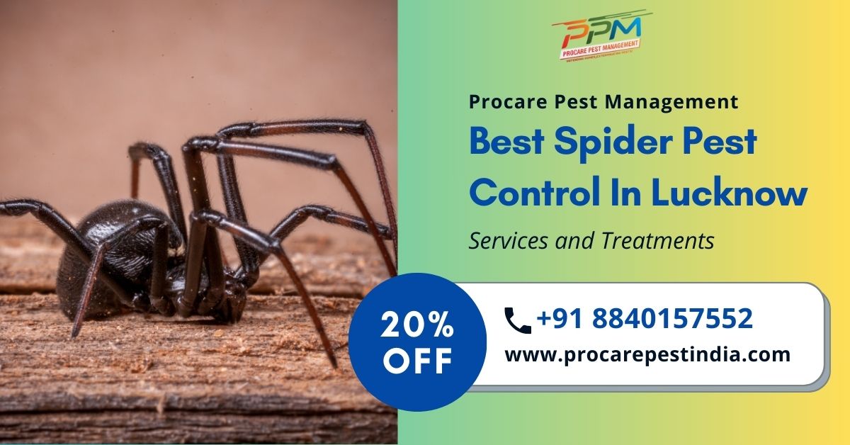 Best Spider Pest Control In Lucknow