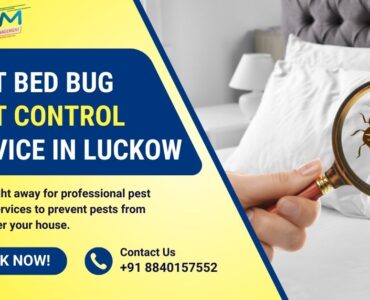 Best Bed Bug Control Service in Lucknow