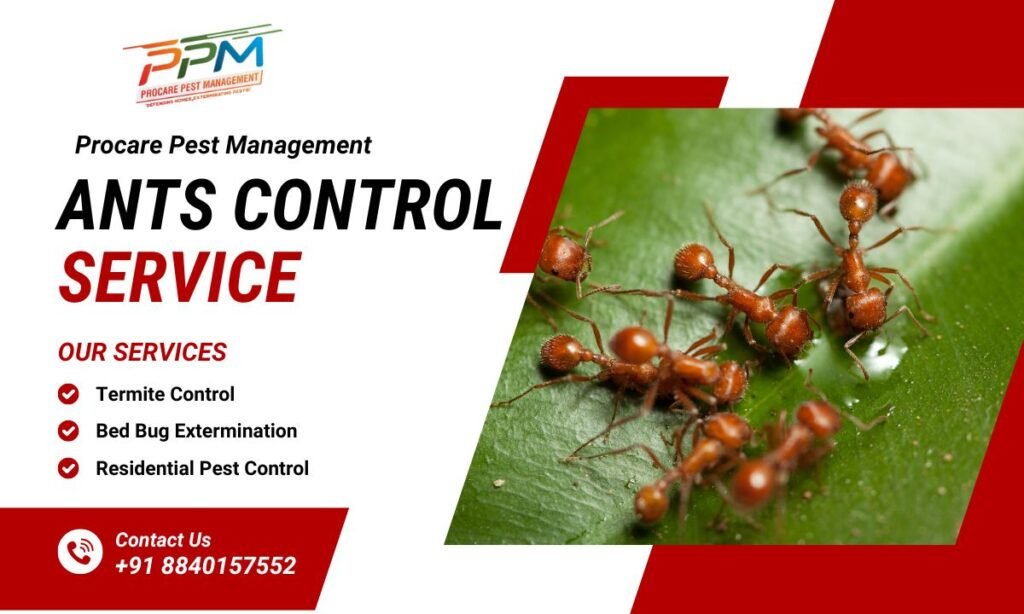 Best Ants Control Services in Lucknow