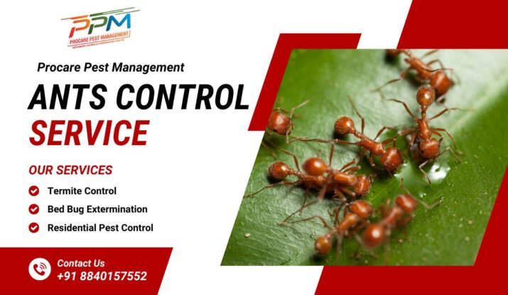 Best Ants Control Services in Lucknow