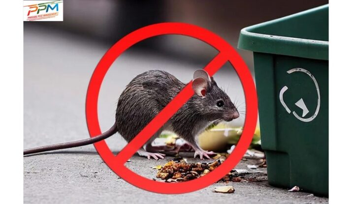 Rodent Control Services In Lucknow