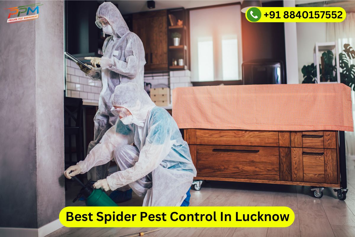 Best Spider Pest Control In Lucknow