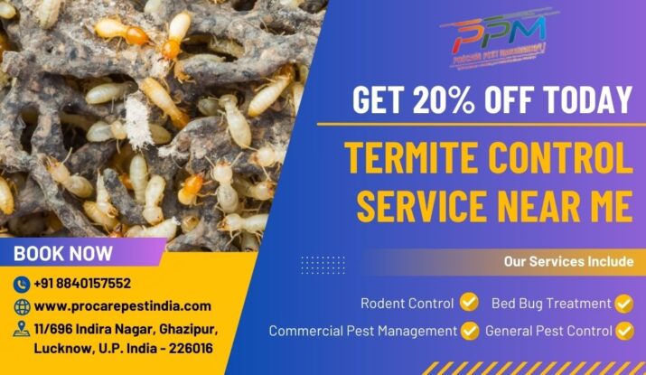 Termite Pest Control in Lucknow