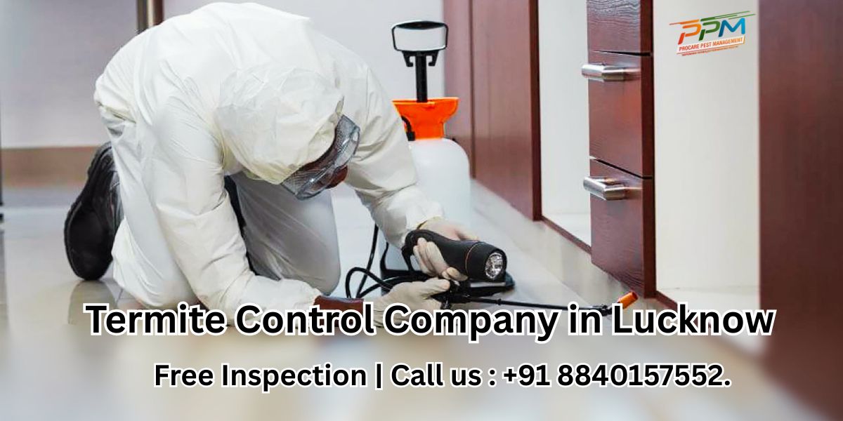 Best Termite Control Company in Lucknow