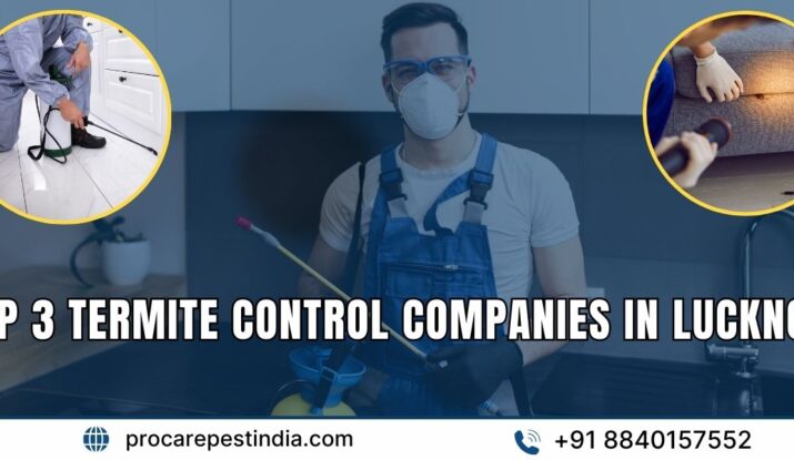 Top 3 Termite Control Companies in Lucknow