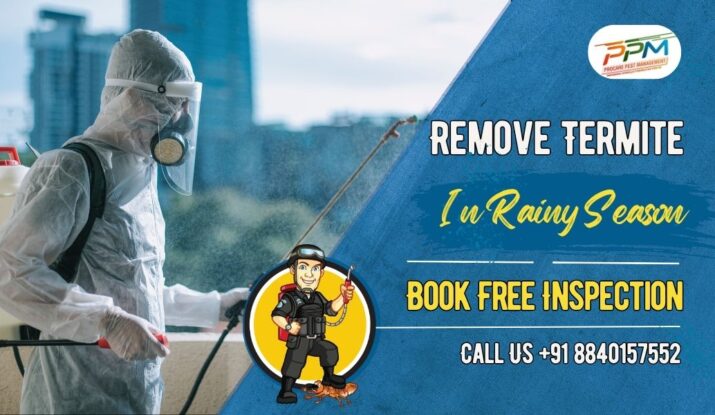 Remove Termite in Rainy Season