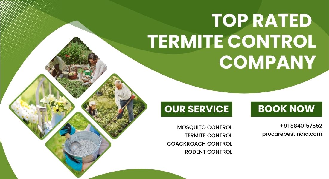 Top Rated Termite Control Company in Lucknow